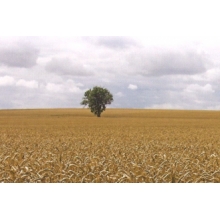 Cotisation de retraite complémentaire salariés agricoles