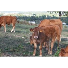 AIDES AUX BOVINS